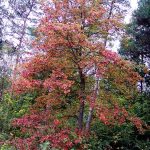 درخت بارانک baranak tree