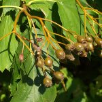 میوه درخت بارانک 1