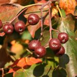 میوه بارانک 2