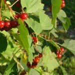 میوه درخت بارانک 3