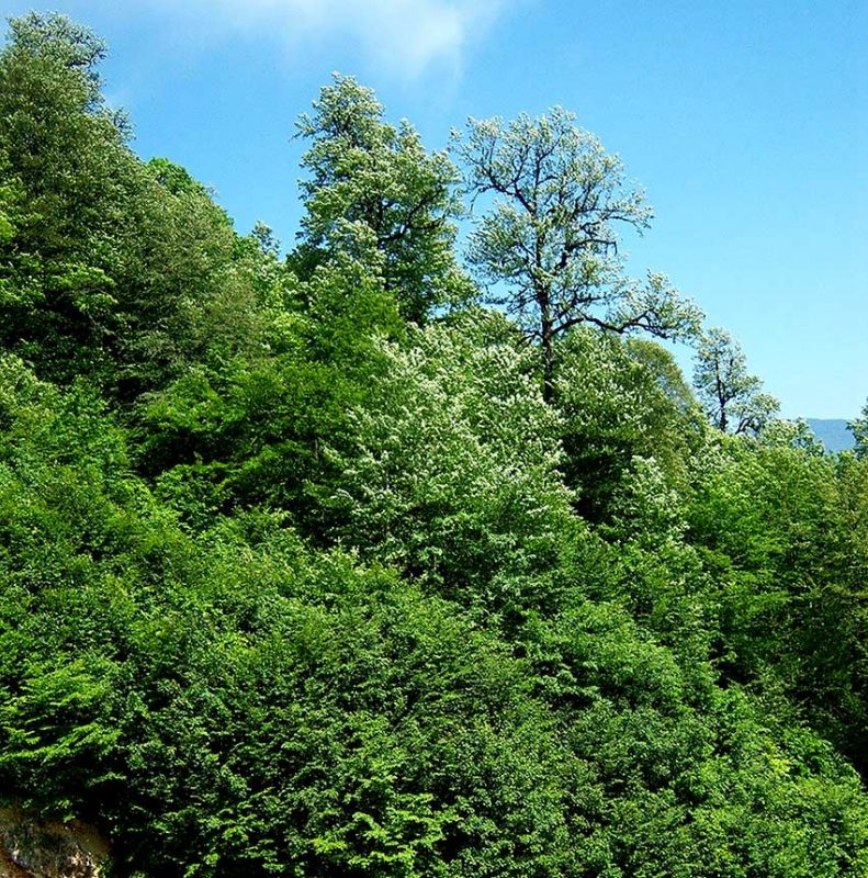 جنگل بارانک