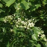 گل درخت بارانک