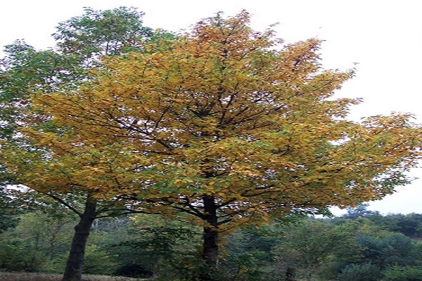 درخت بارانک در زمستان